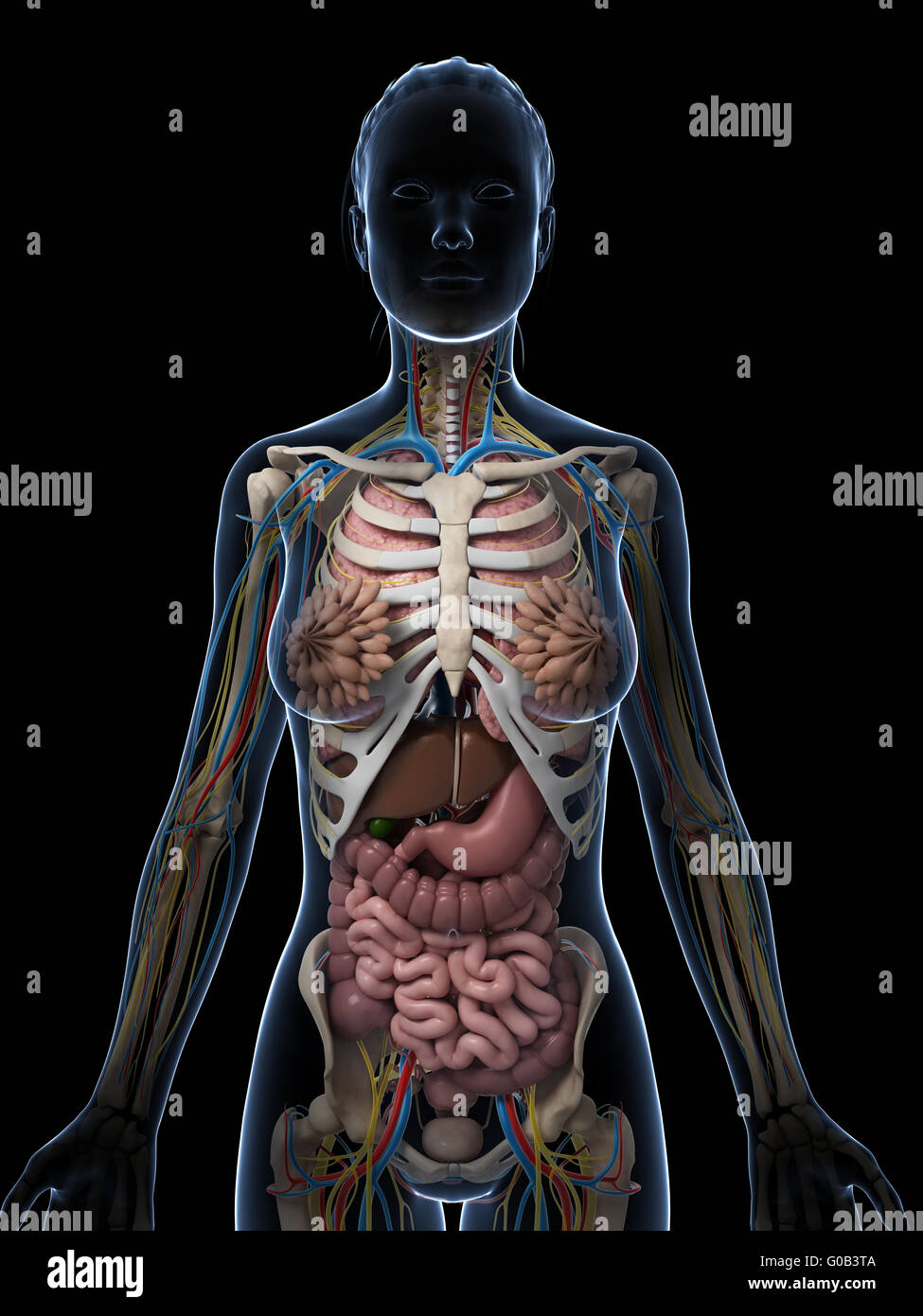 3D gerenderte Darstellung der weiblichen Anatomie Stockfoto