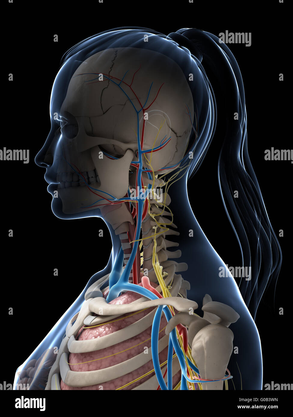 3D gerenderte Darstellung der weiblichen Anatomie Stockfoto
