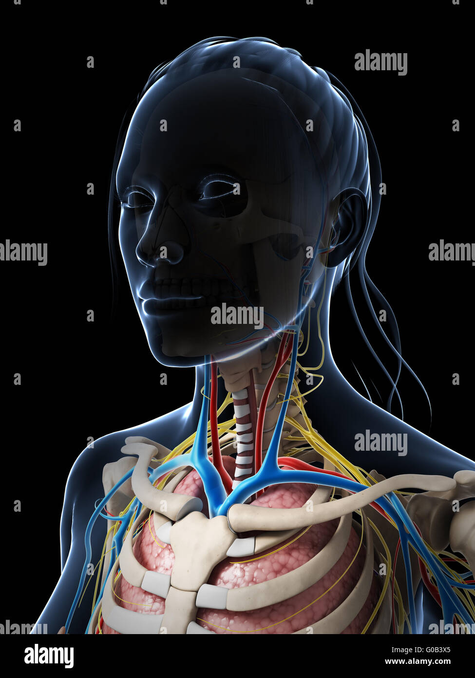 3D gerenderte Darstellung der weiblichen Anatomie Stockfoto