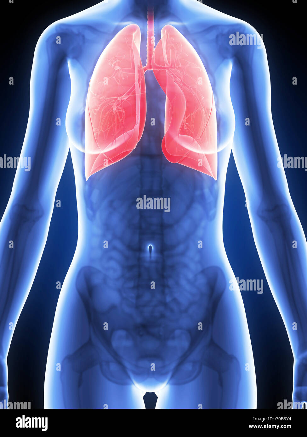 3D gerenderte Darstellung der weiblichen Anatomie - Lunge
