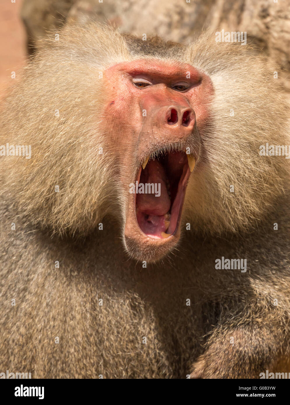 Großer männlicher Hamadryas Pavian 'gähnend', um seine Zähne in einer Drohung zu zeigen. Stockfoto