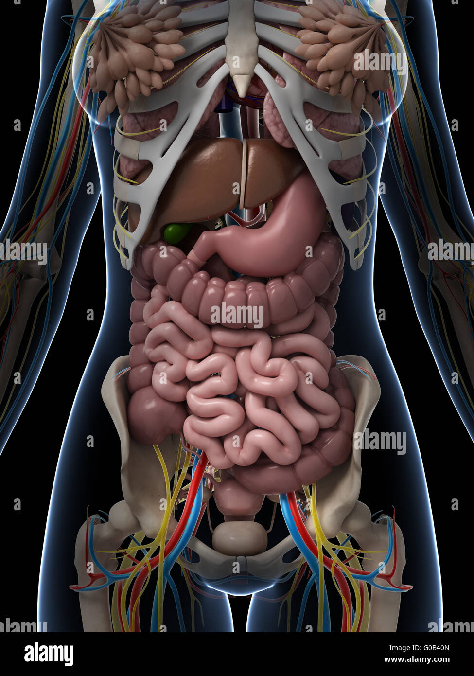 3D gerenderte Darstellung der weiblichen Anatomie Stockfoto