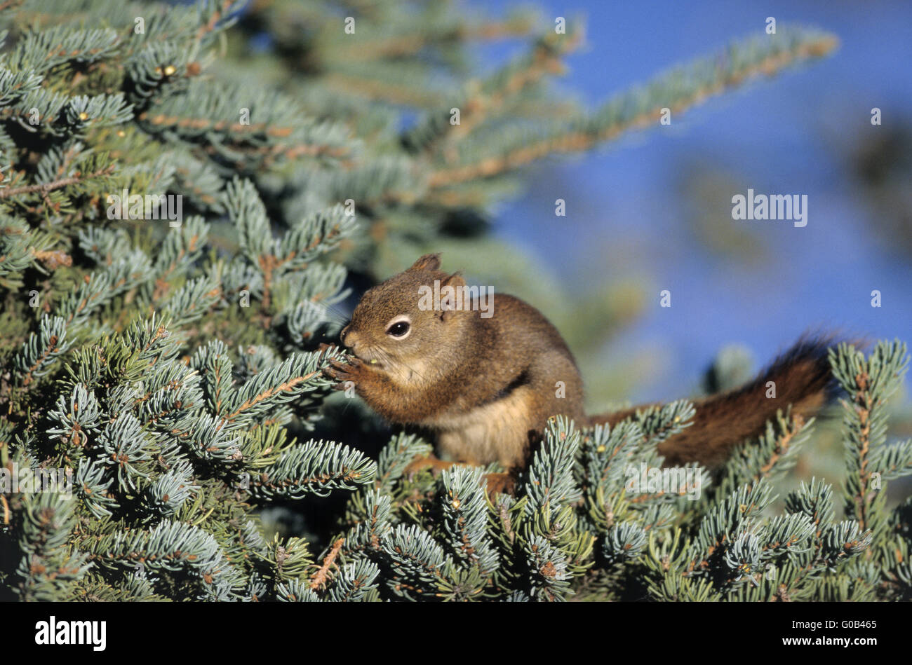 Amerikanisches Rotes Eichhörnchen auf Futtersuche Fichte Kegel Stockfoto
