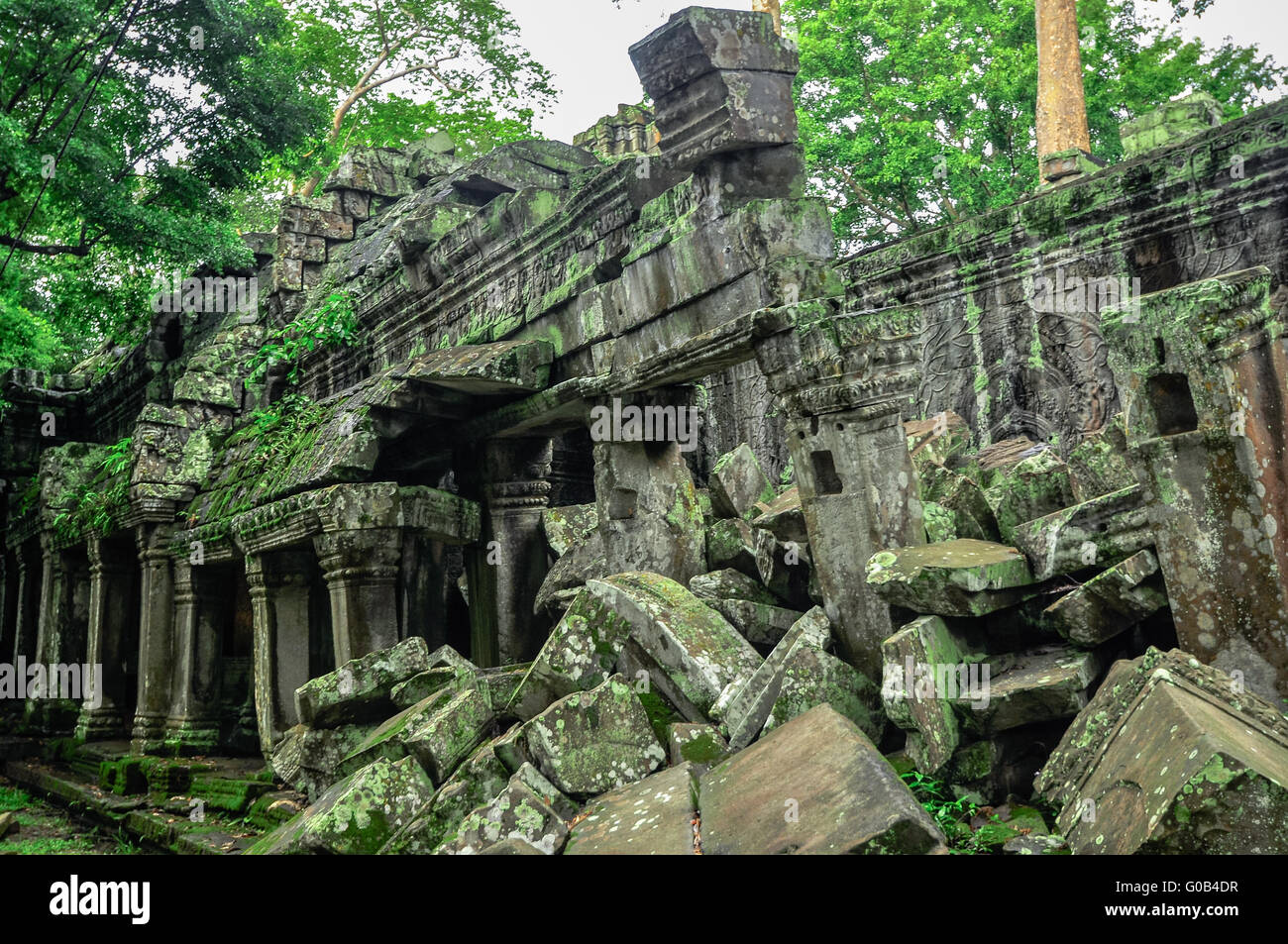 Baumriese für Ta Prom und Angkor Wat Tempel, Siem Reap, Kambodscha Stockfoto