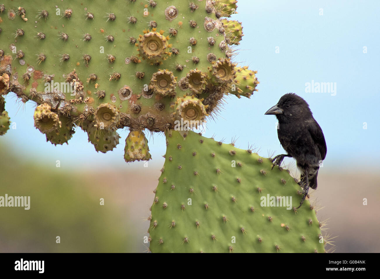 schwarzen Darwin-Fink auf eine Stachelige Birne, Galapagos Stockfoto