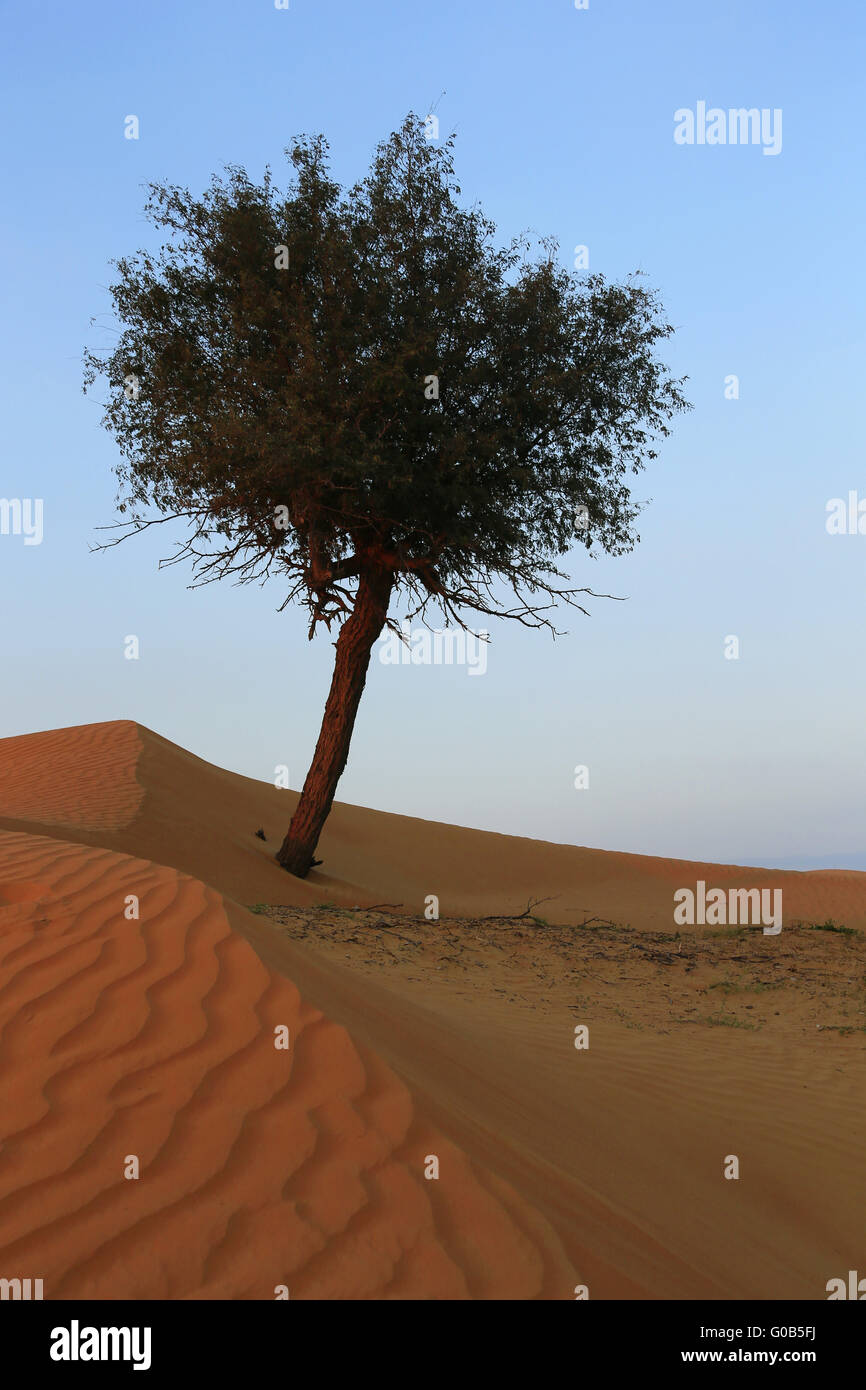 Wüste Rub Al khali Stockfoto