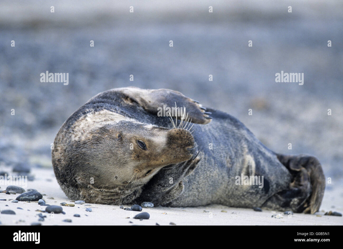 Seal Grey Bull ruhen entspannt am Strand Stockfoto