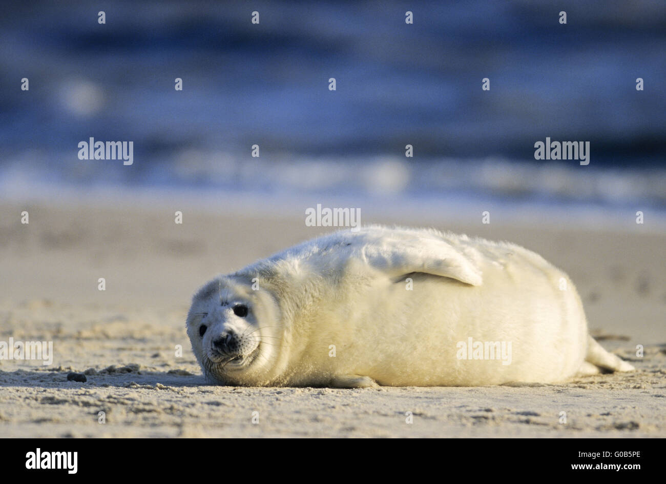 Grey Seal Pup am Strand liegen Stockfoto