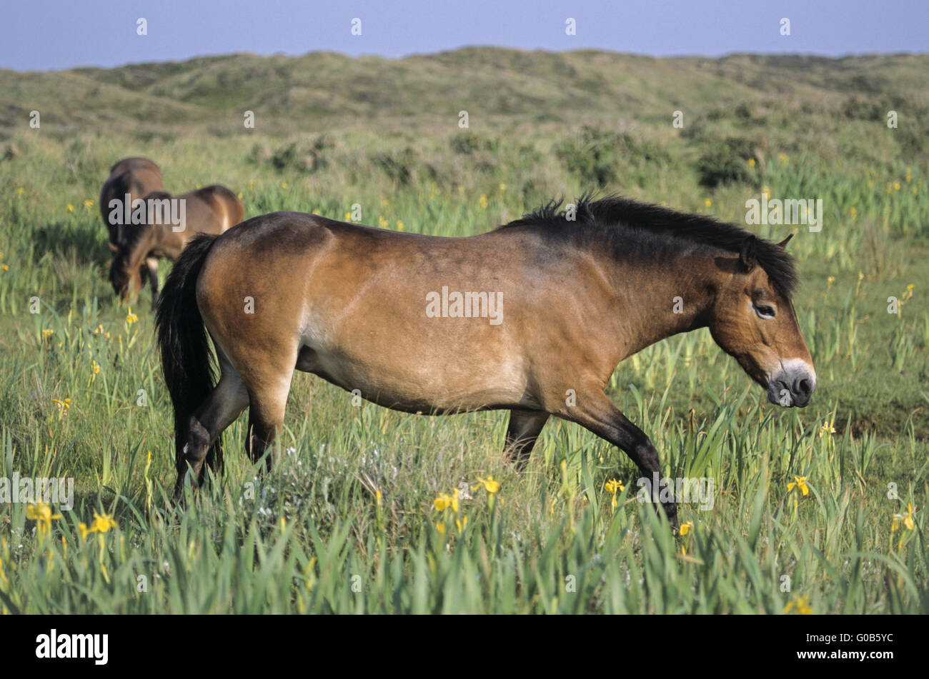Exmoor Pony Stute überqueren eine sumpfige Wiese Stockfoto
