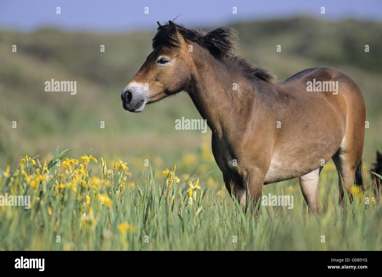 Exmoor Pony Stute stehen in einer sumpfigen Wiese Stockfoto