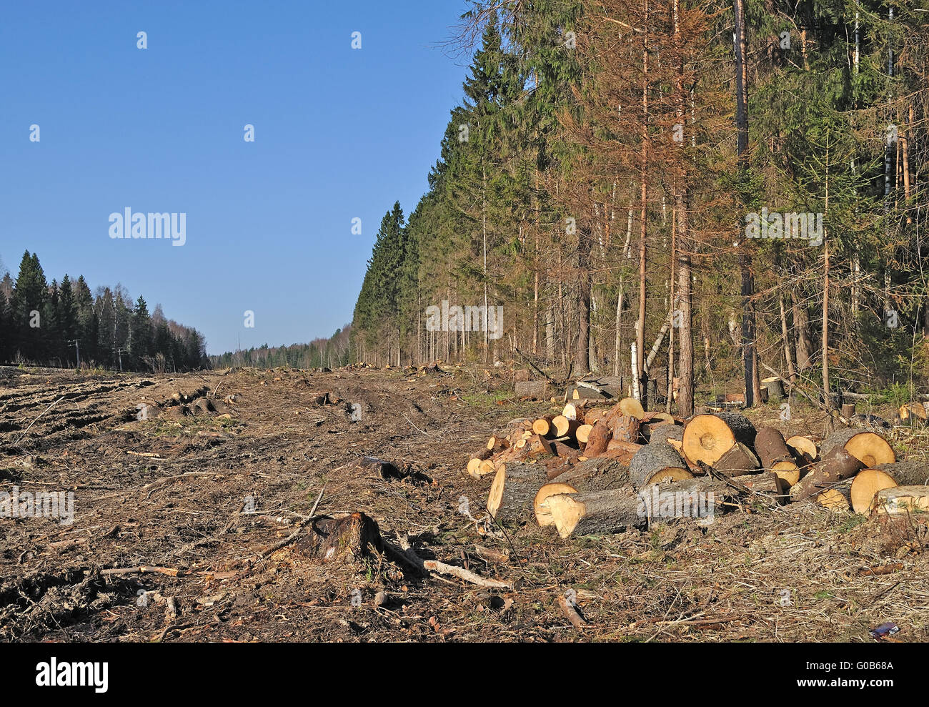 Gerodete Fläche im Nadelwald mit Haufen von geschnittenen Keile Stockfoto