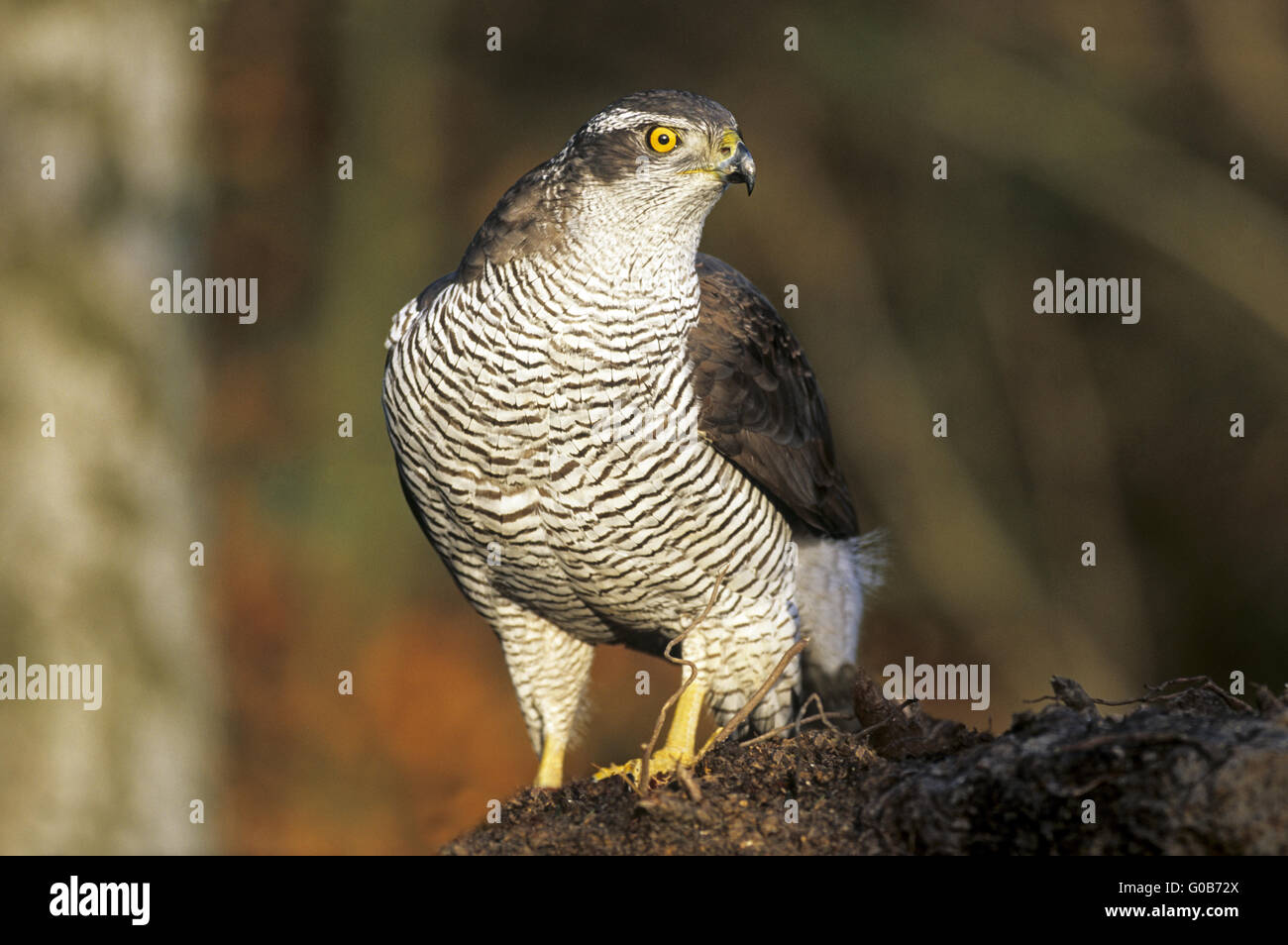 Nördlichen Habicht Weibchen sitzen auf einer Wurzel Stockfoto