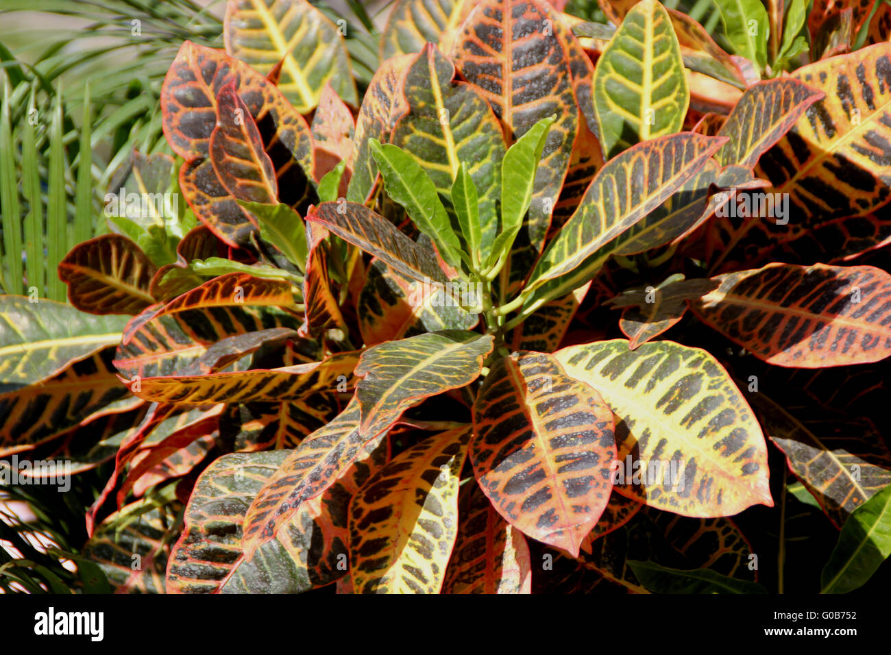 Codiaeum variegatum var pictum -Fotos und -Bildmaterial in hoher ...