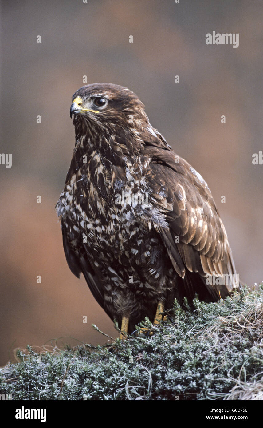 Mäusebussard sitzt auf einer Baumwurzel eine Fichte Stockfoto