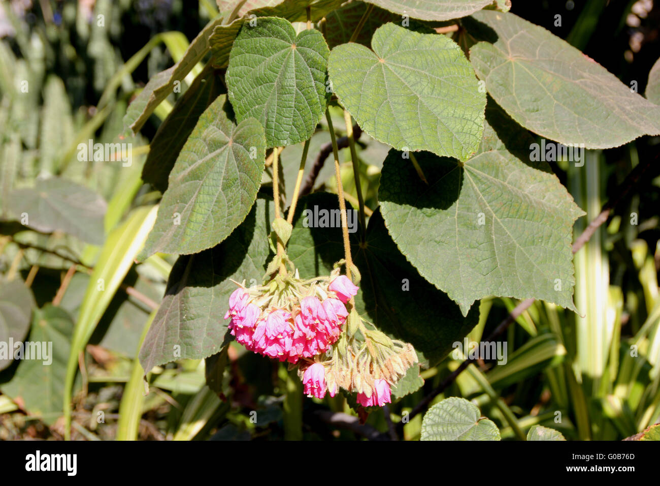 Dombeya Wallichii, rosa Ball Baum tropischen Hortensie, Baum mit Herz ...