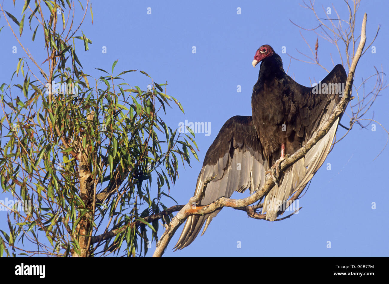 Türkei-Geier Altvogel ein Sonnenbad nehmen Stockfoto