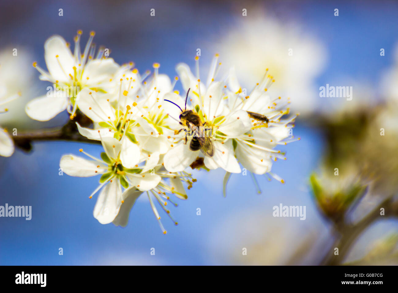 Apple und die Biene Stockfoto