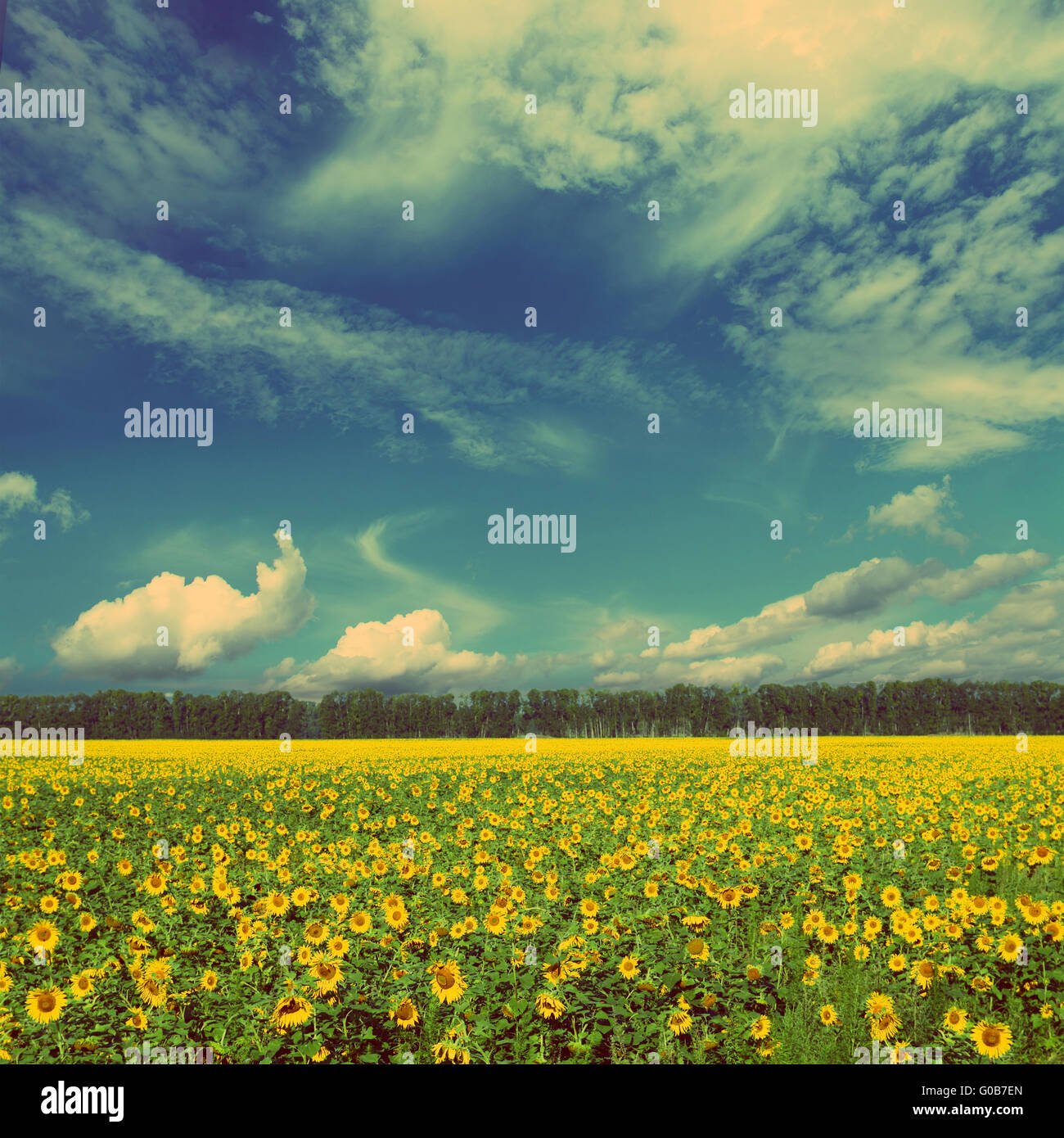 Sonnenblumen Feld Landschaft - Vintage-retro-Stil Stockfoto