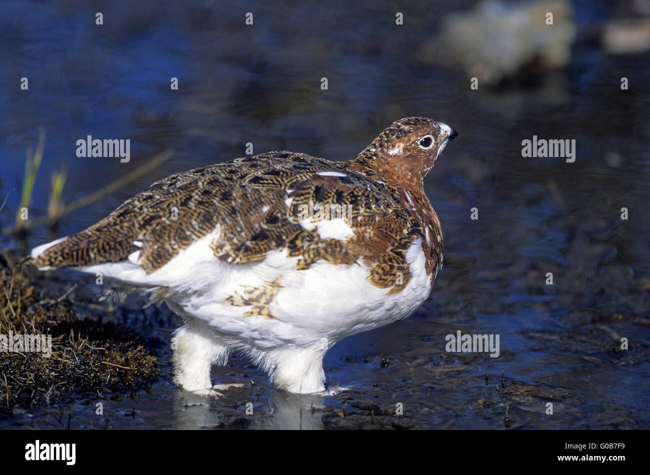 Willow Ptarmigan Trinkwasser am Savage River Stockfoto