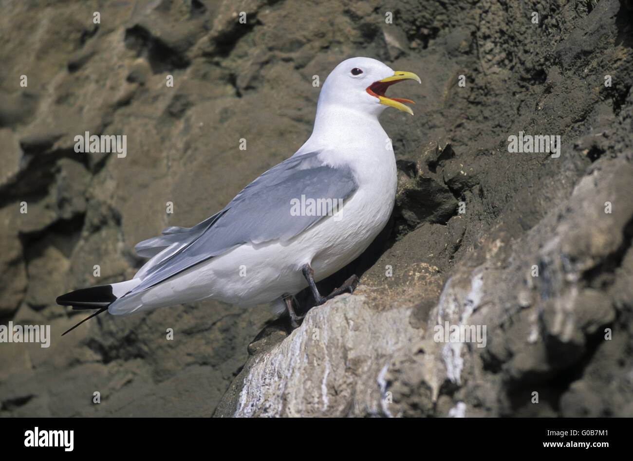 Schwarz-legged Kittiwake Zucht Gefieder Stockfoto