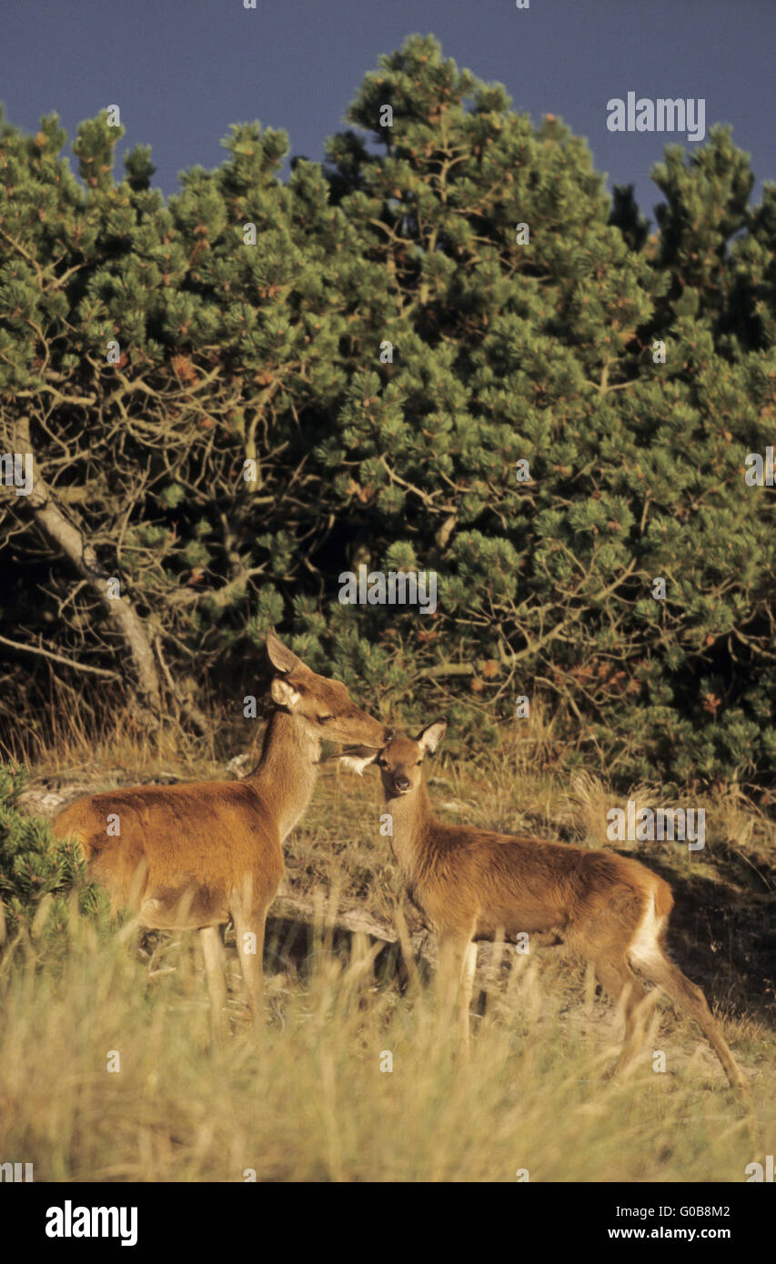 Red Deer Hind Pflege ihr Kalb im letzten Sonnenlicht Stockfoto