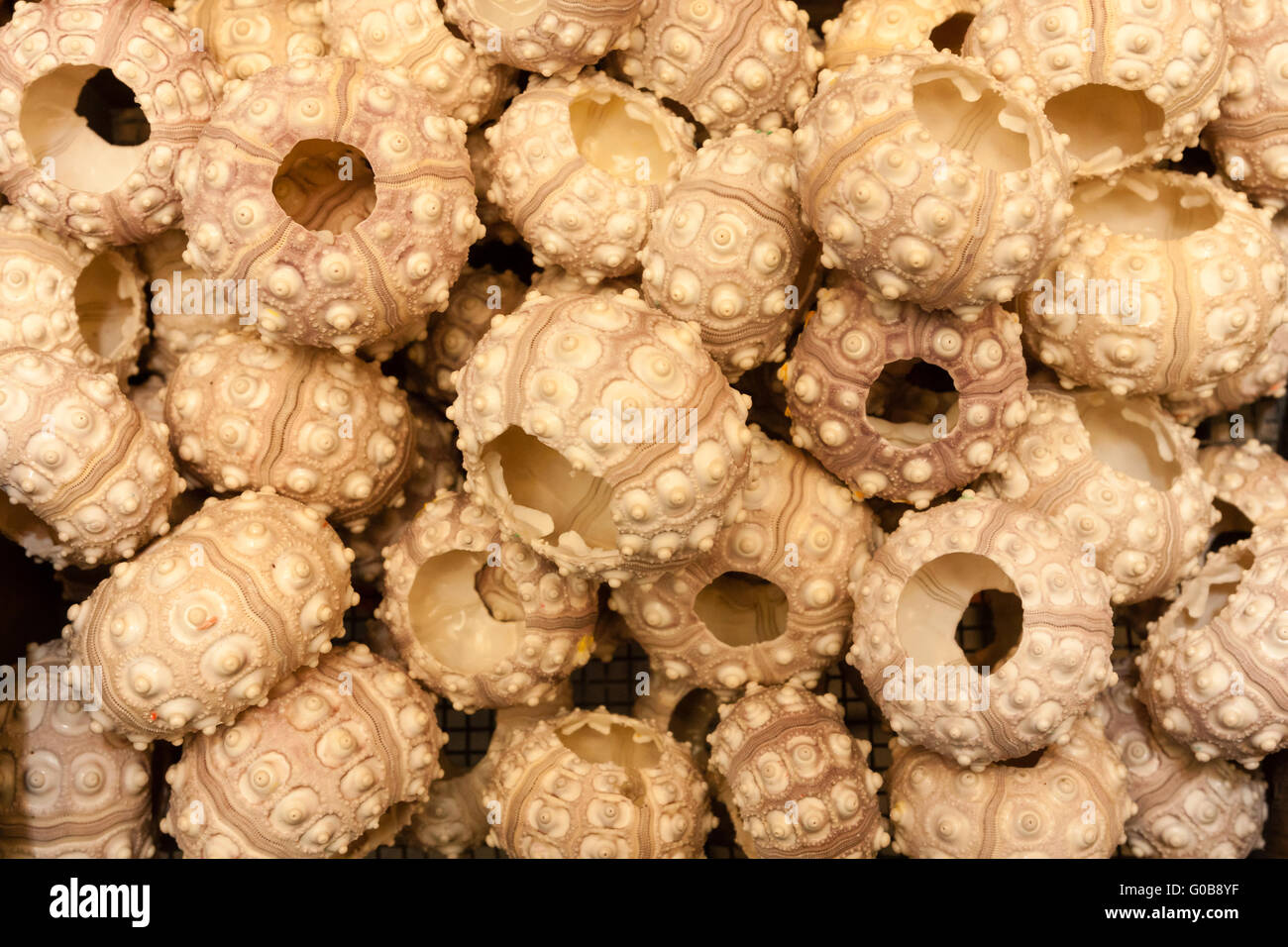 Urchin zu sehen Stockfoto