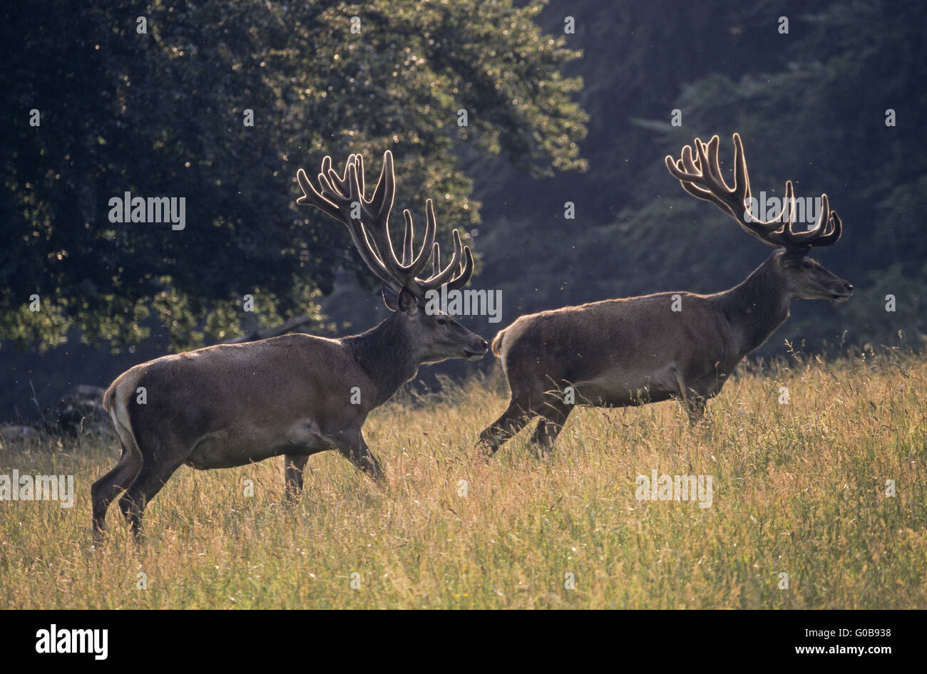 Rote Hirsche mit Bastgeweih bei Gegenlicht Stockfoto