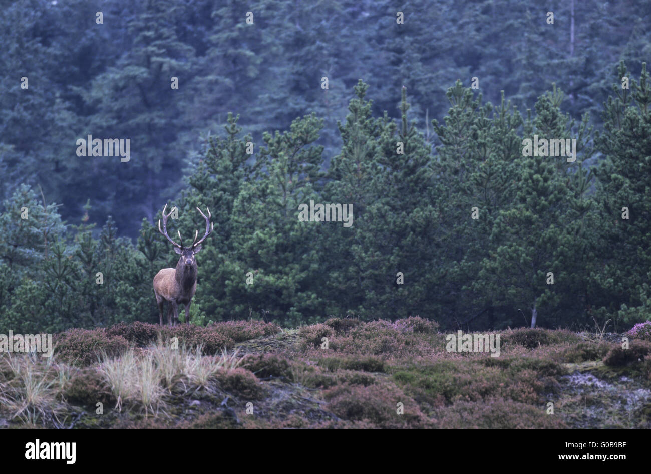 Rothirsch Hirsch stehend auf einer Waldlichtung Stockfoto