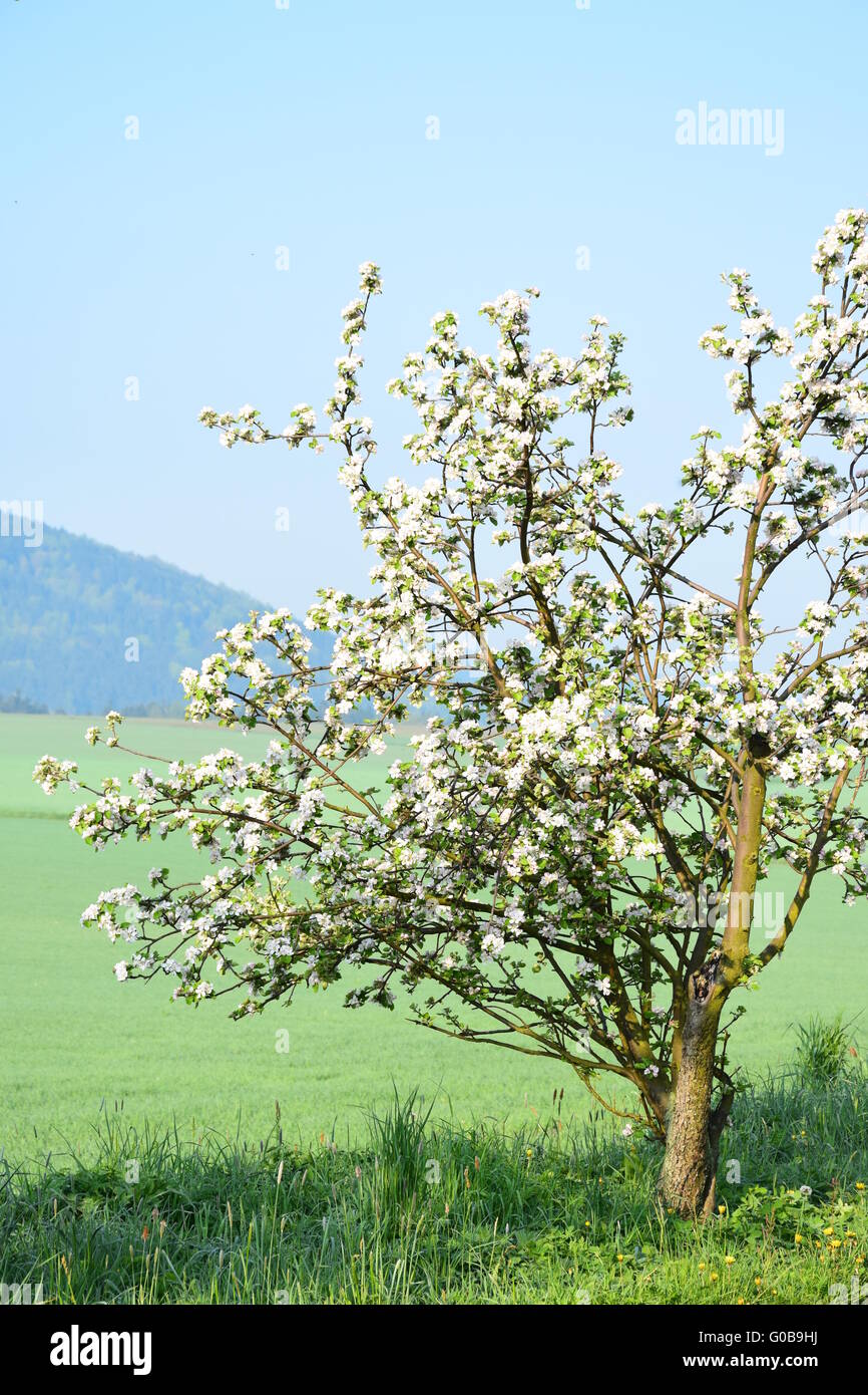 Apfel Baum Blüte Stockfoto