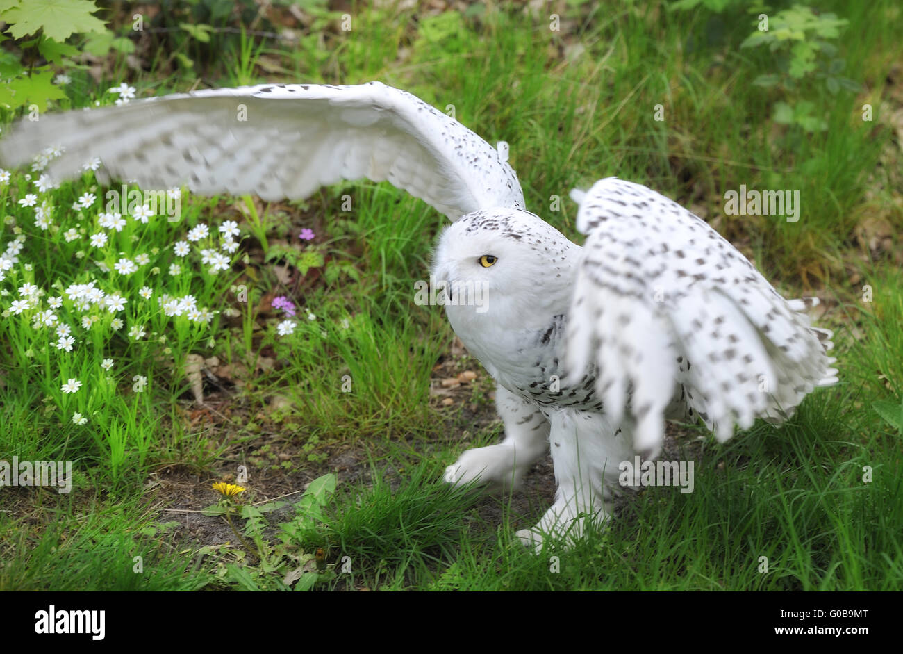 Nahaufnahme von einem Schneeeule. Bubo scandiacus Stockfoto