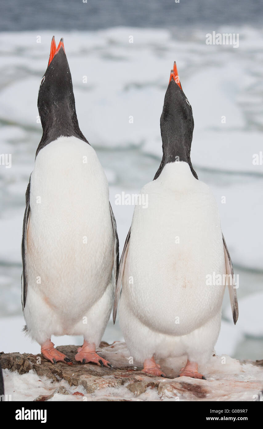 Zwei singende Pinguin Stockfoto