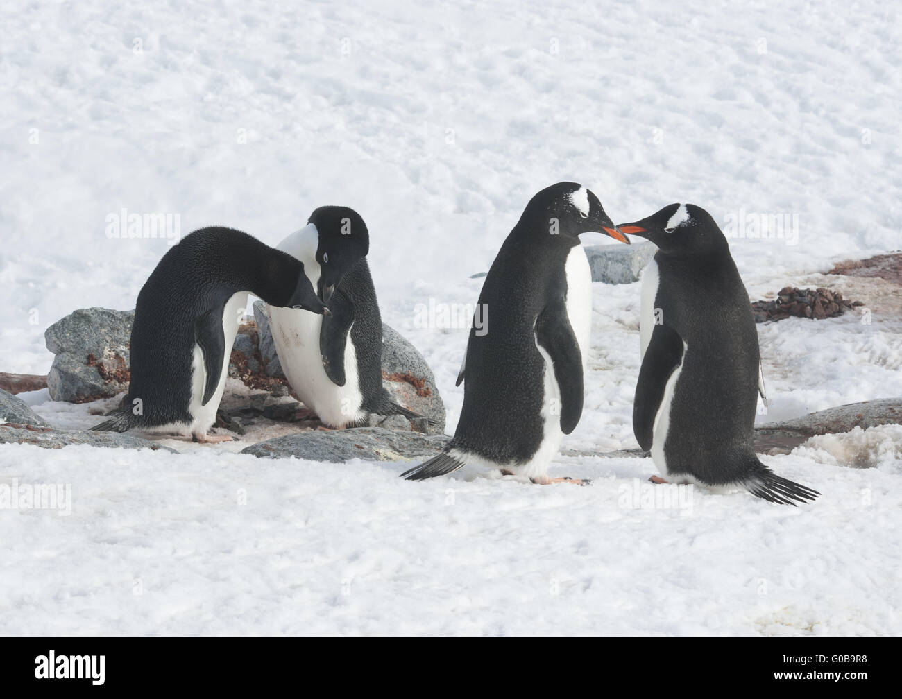 Zwei Adelie-Pinguine und zwei Gentoo Penguin. Stockfoto