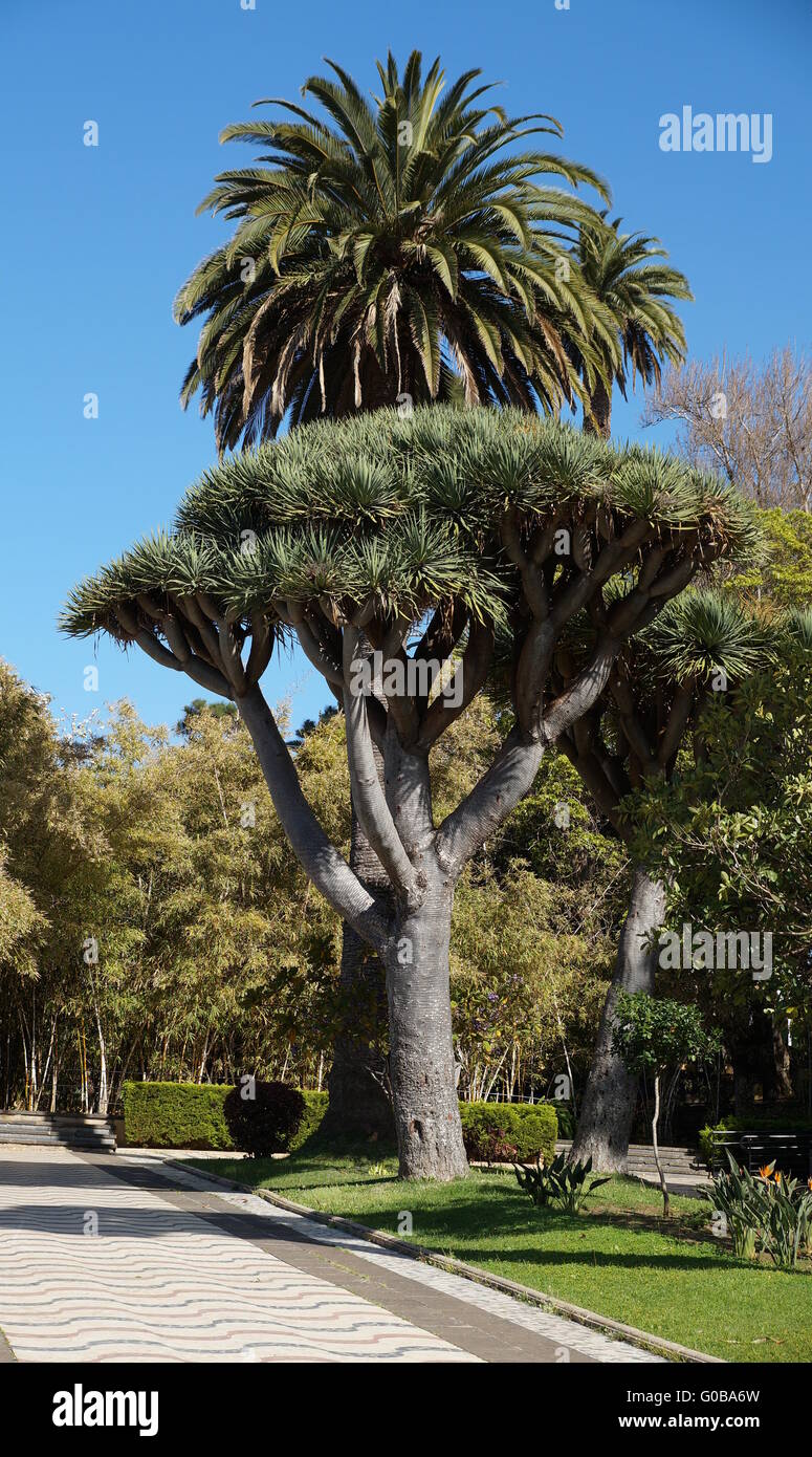 Drachenbaum vor Palme Stockfoto