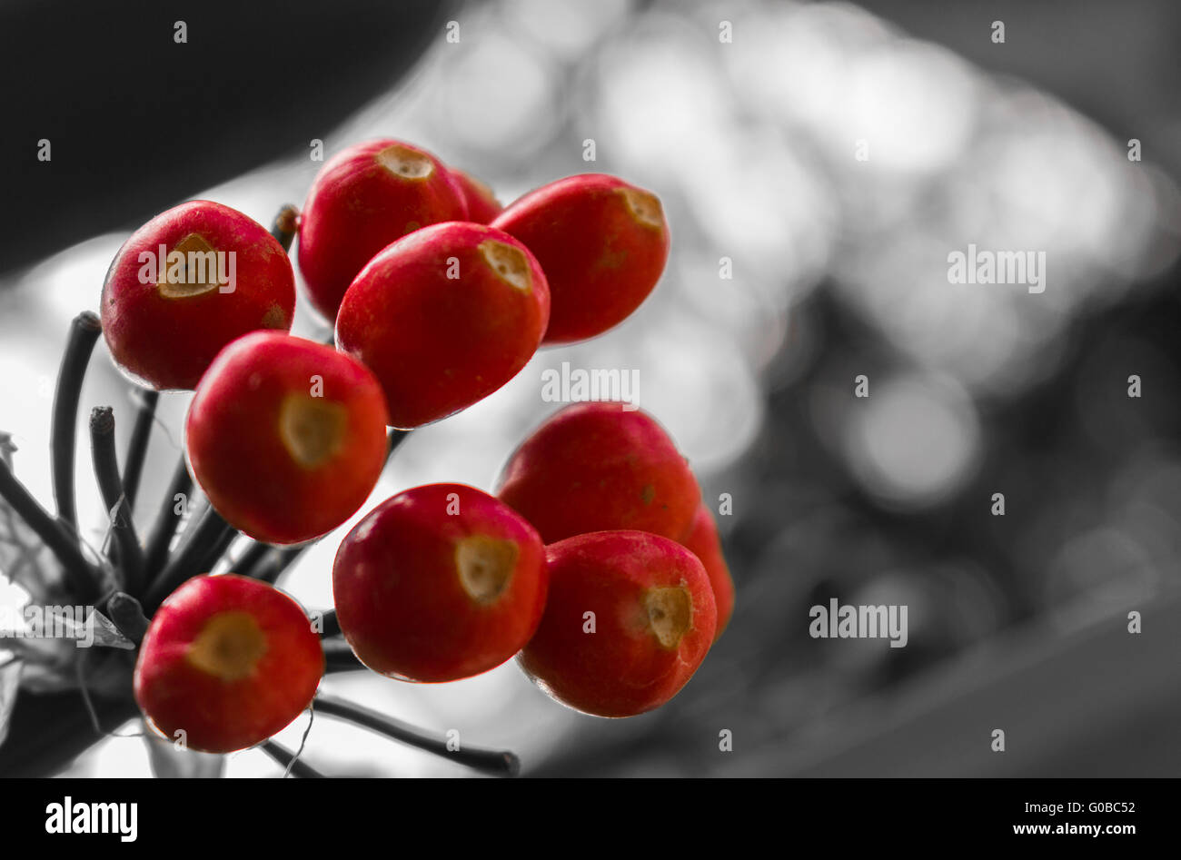Rote Beeren Stockfoto