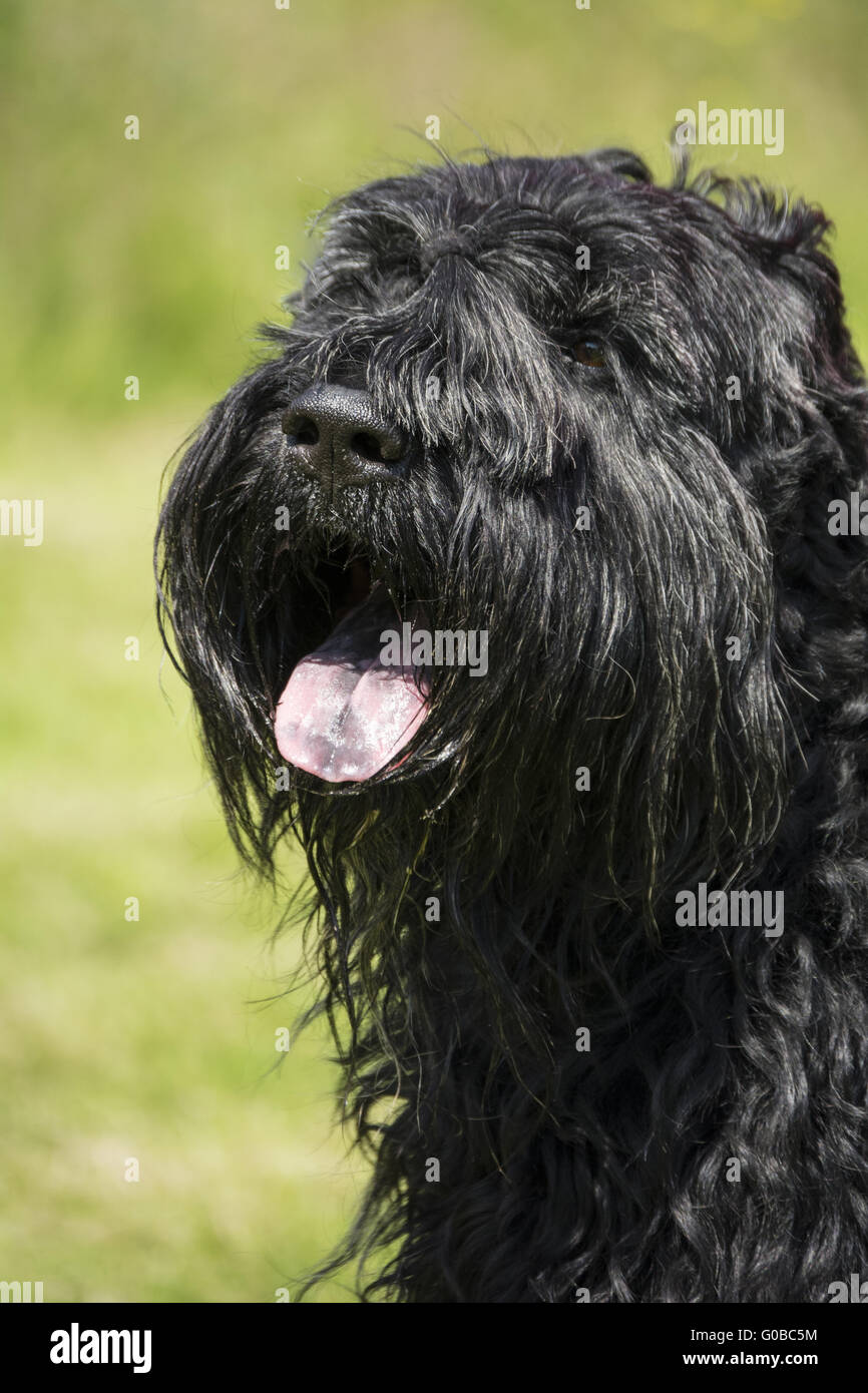 Russischer Schwarzer Terrier Stockfoto