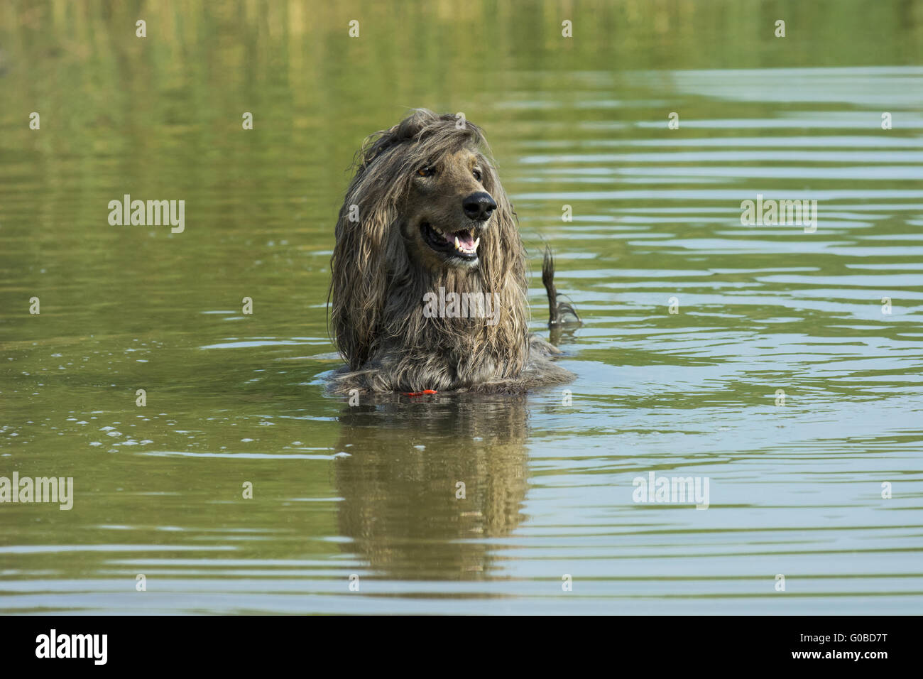 Afghanischer Windhund Stockfoto