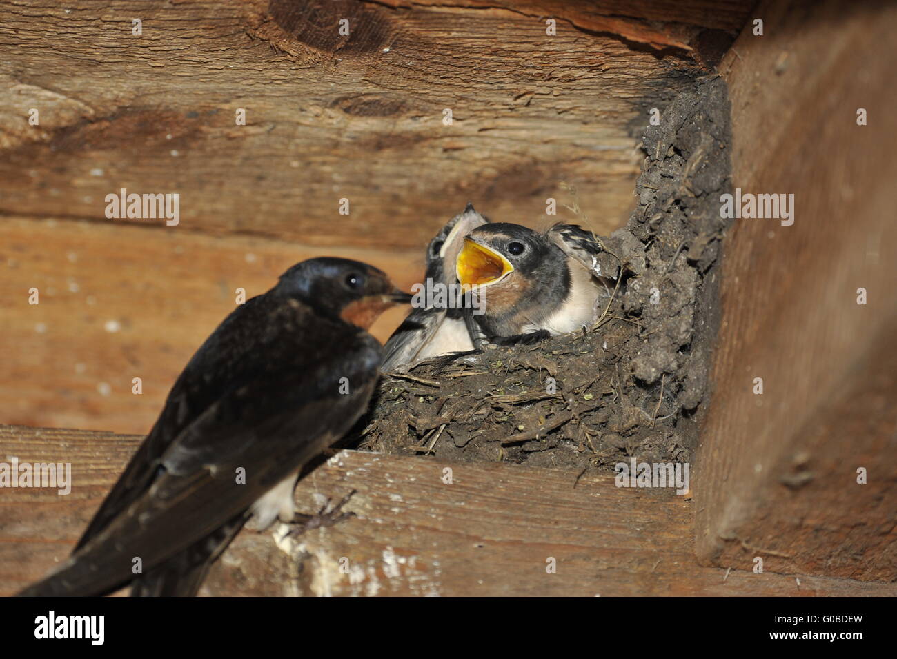 Schwalbe-Nest mit Küken am Steinhuder Meer, Deutsch Stockfoto