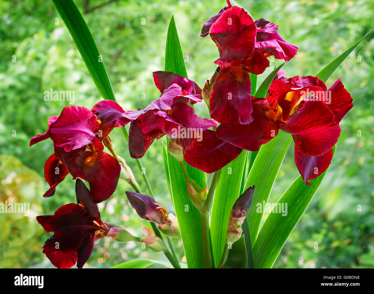 Bouquet von blühenden Iris gegen eine grüne garde Stockfoto