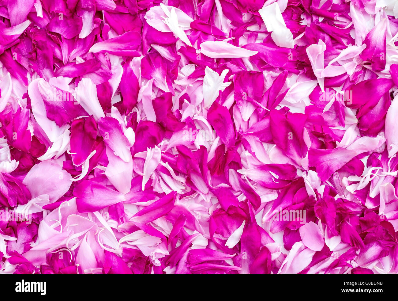 Blüten von Pfingstrosen in einer großen Zahl (die staatlich Stockfoto