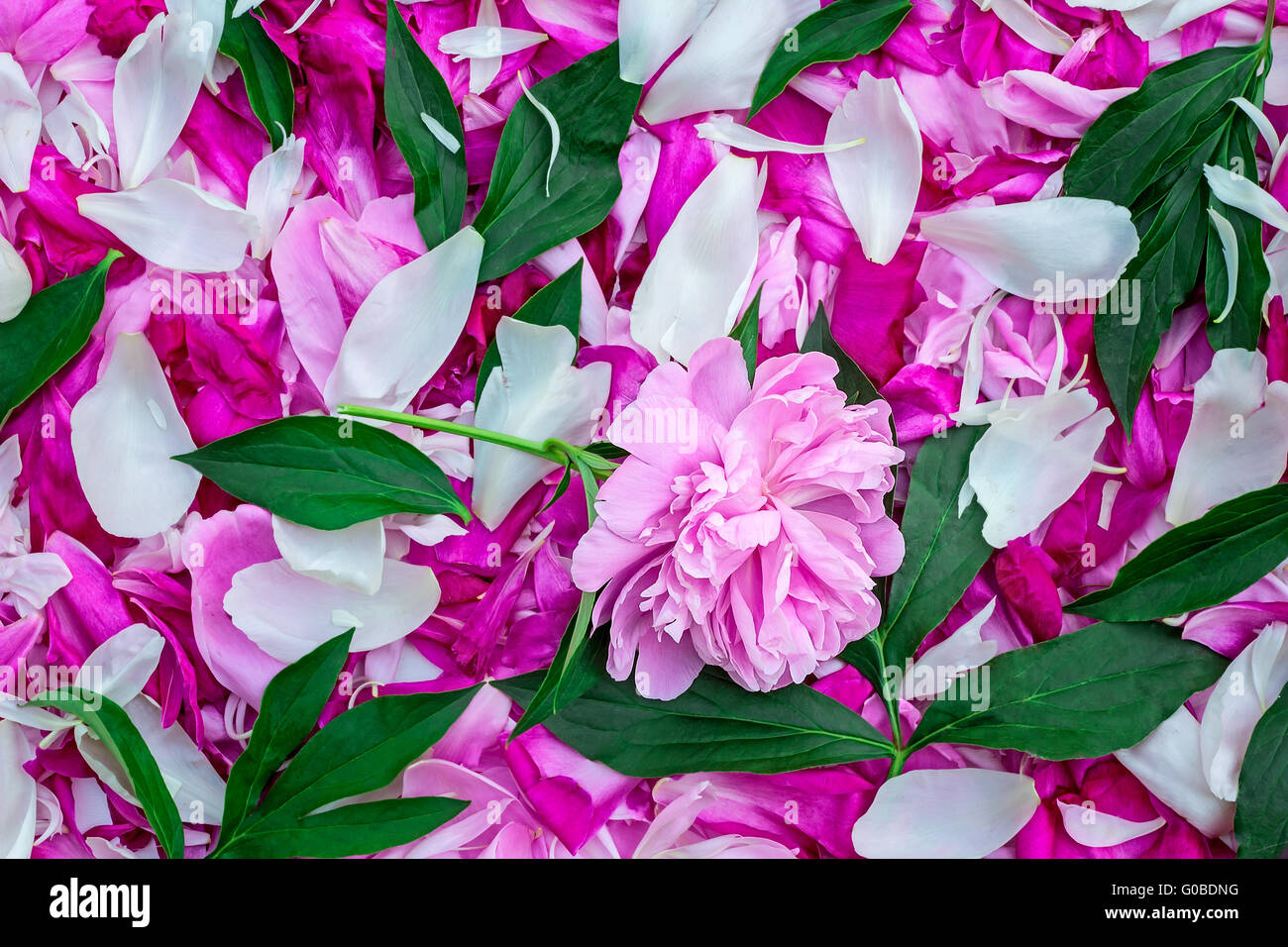 Blüten von Pfingstrosen in einer großen Anzahl, Blumen und l Stockfoto
