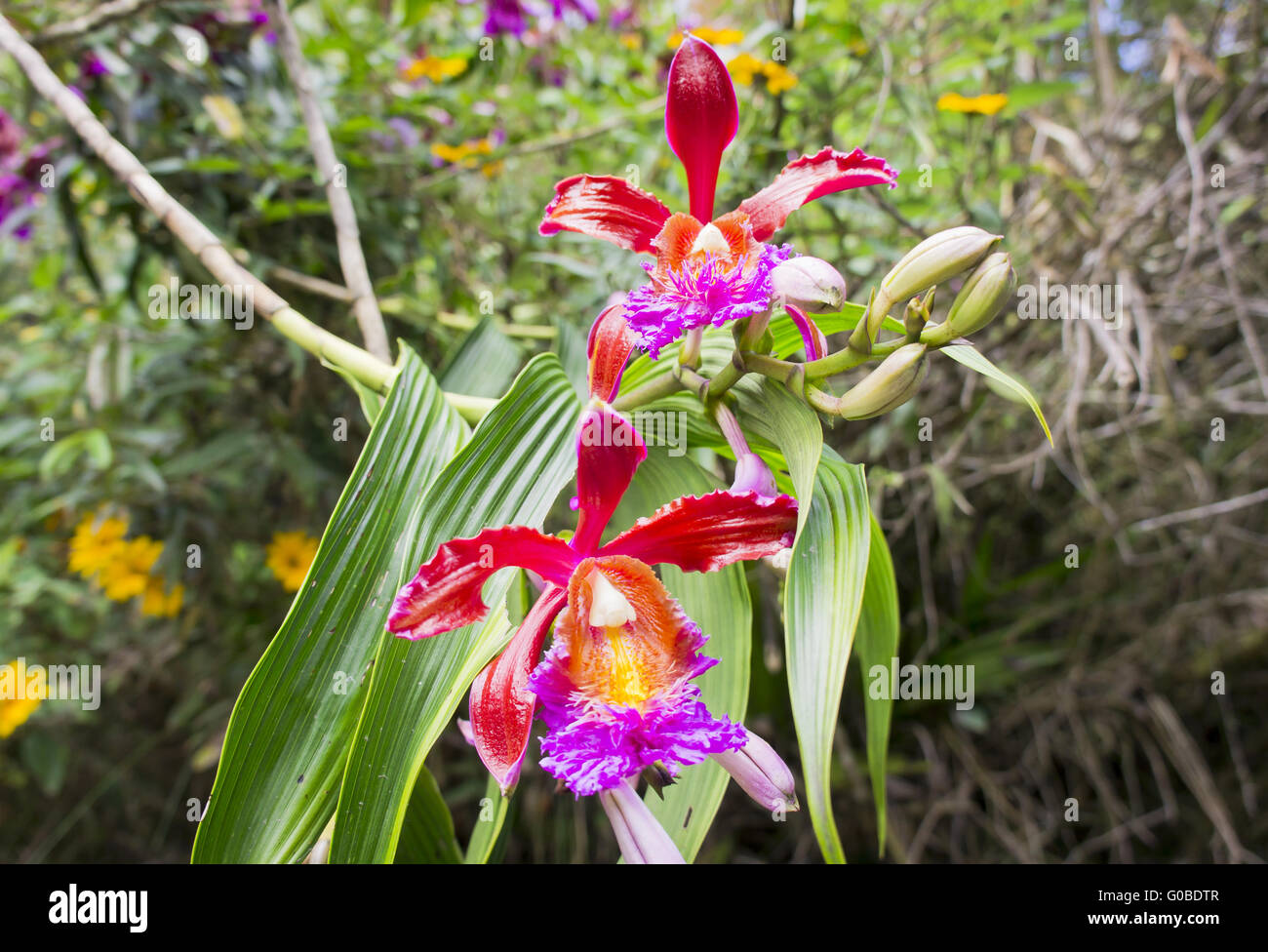 Orchideen von Machu Picchu Bergen Stockfoto