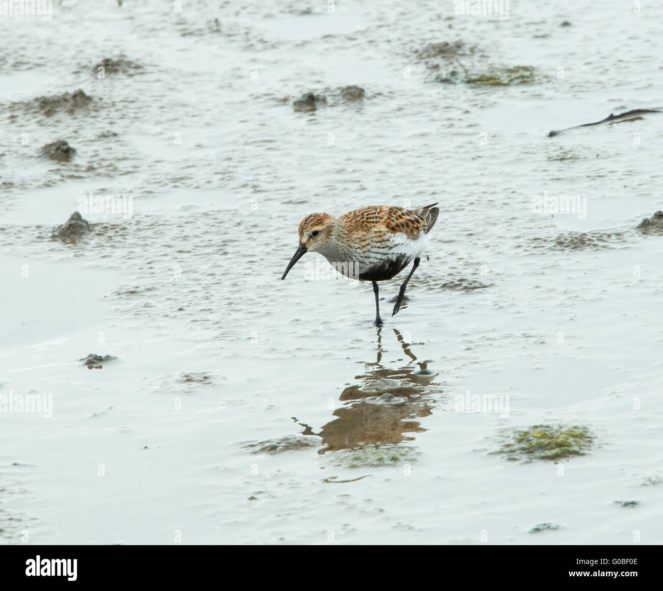 Kleinen Wathose oder Shorebird Alpenstrandläufer im Sommer Zucht Gefieder Stockfoto