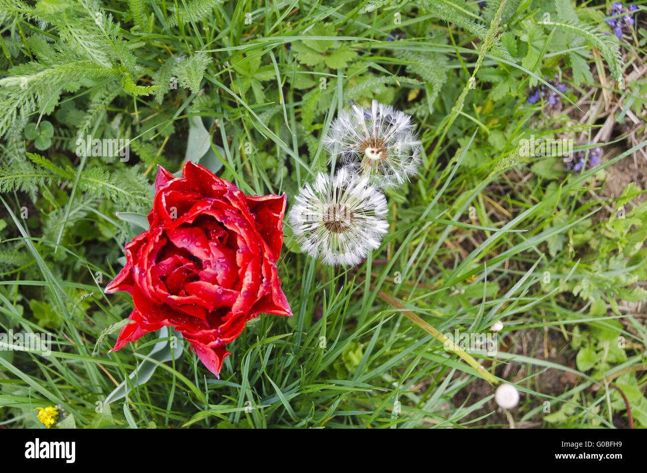rote Tulpe und gemeinsamen Löwenzahn Stockfoto