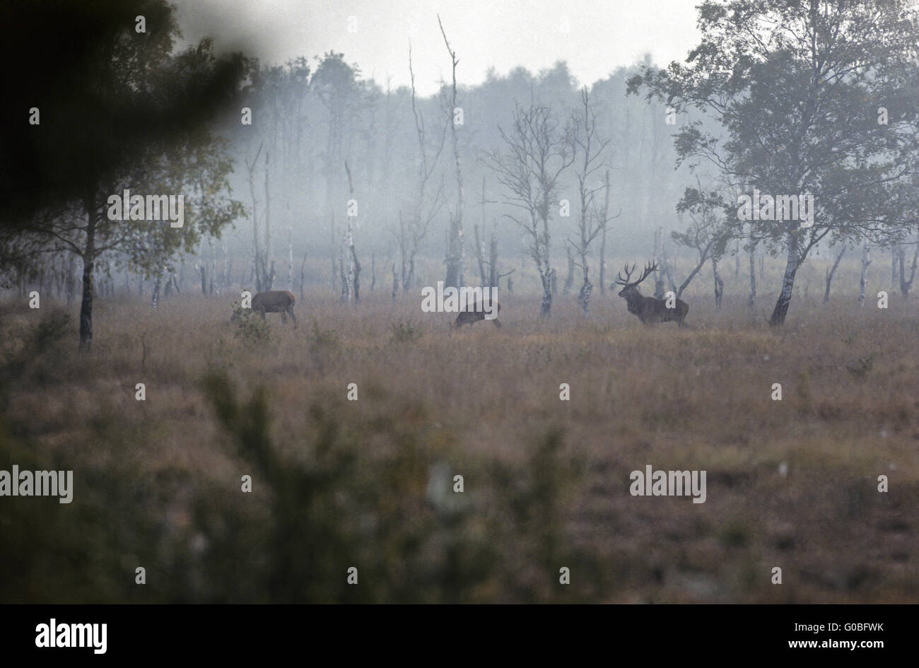 Red Deer Hart und Hinds in einem Moor Wiese Stockfoto