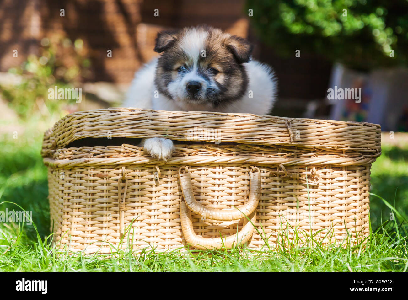 lustige Szene mit einem Welpen auf einen Korb Stockfoto