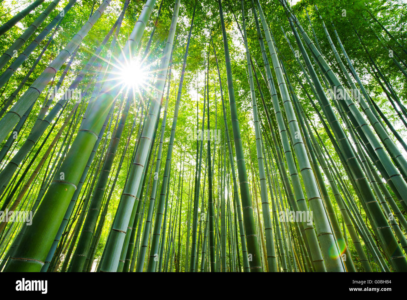 Wald bambus japan sonne -Fotos und -Bildmaterial in hoher Auflsung  Alamy