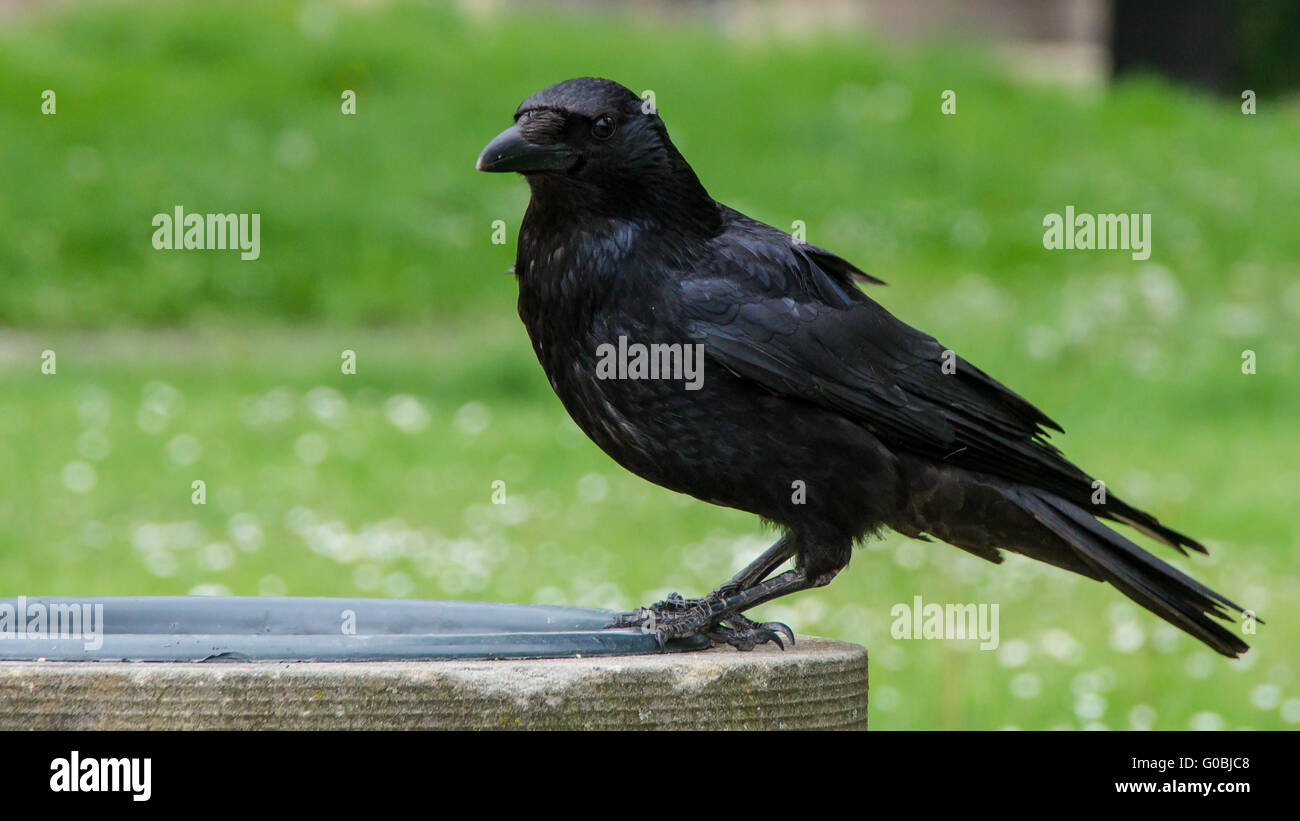 Carrion crow Stockfoto
