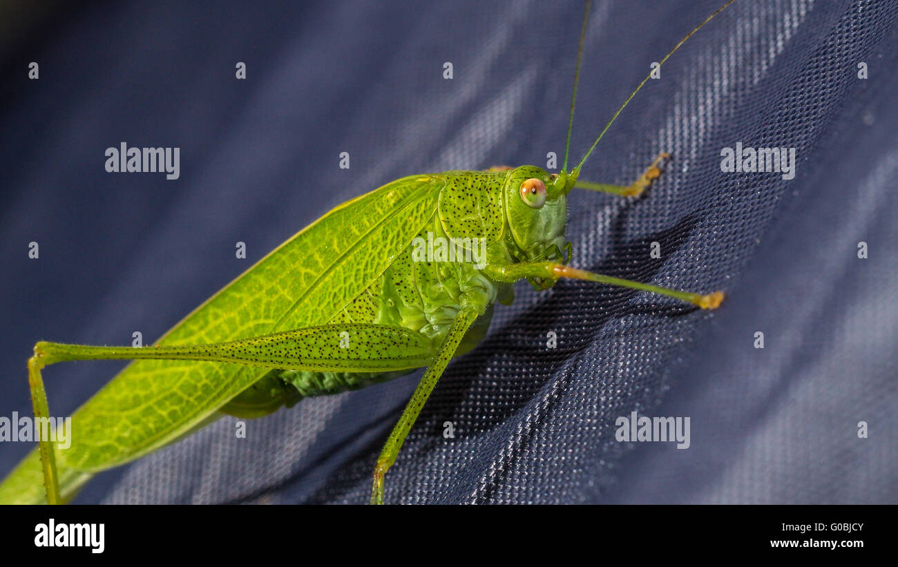 Speckled Bush Cricket, Männlich Stockfoto