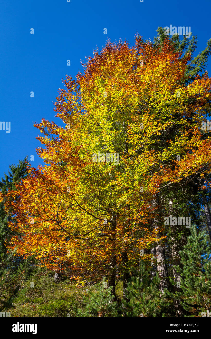 Bayerische Alpen Stockfoto