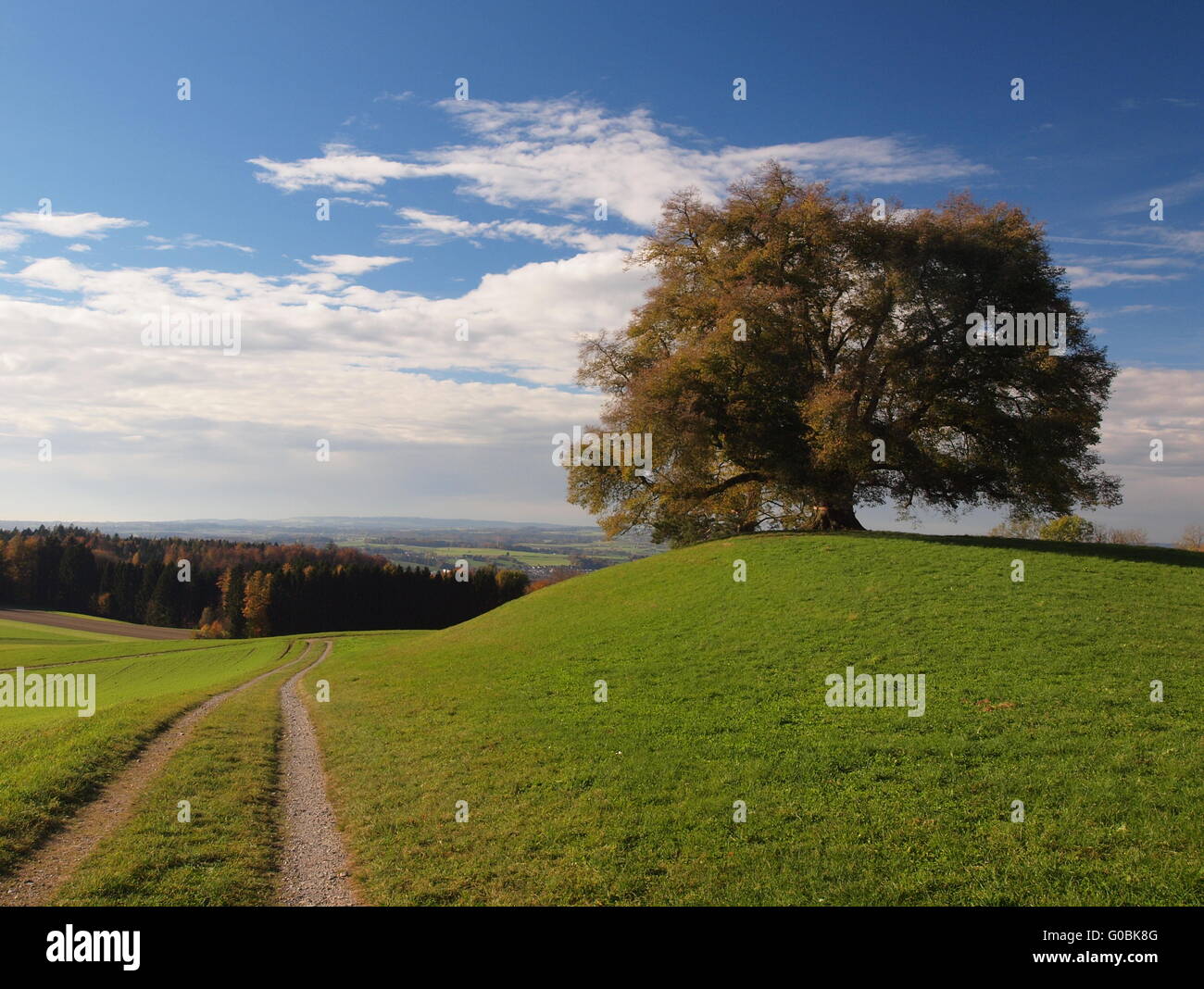 Linde in der Nähe von Weingarten, Oberschwaben Stockfoto